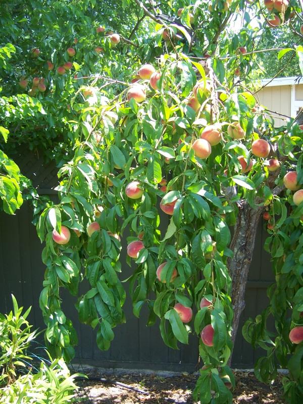 persikka puu puutarhassa kasvit kukkaruukku hedelmiä