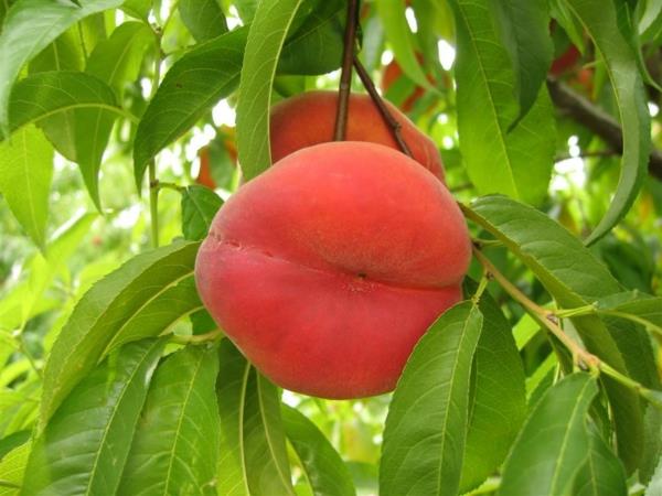 Persikka puu puutarhassa kasvi hedelmät herkullisia