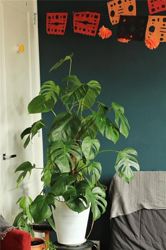 kasvi isoilla lehdillä monstera kasvi koristele olohuone