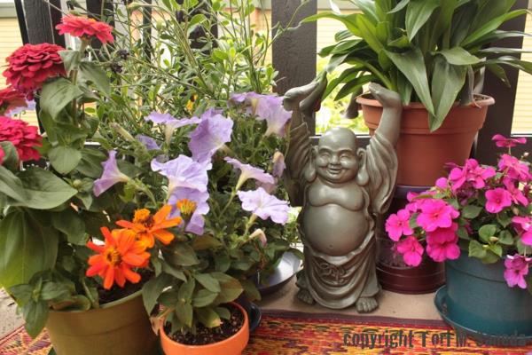 vaaleanpunaisen buddhan roikkuvat kasvit parvekkeelle