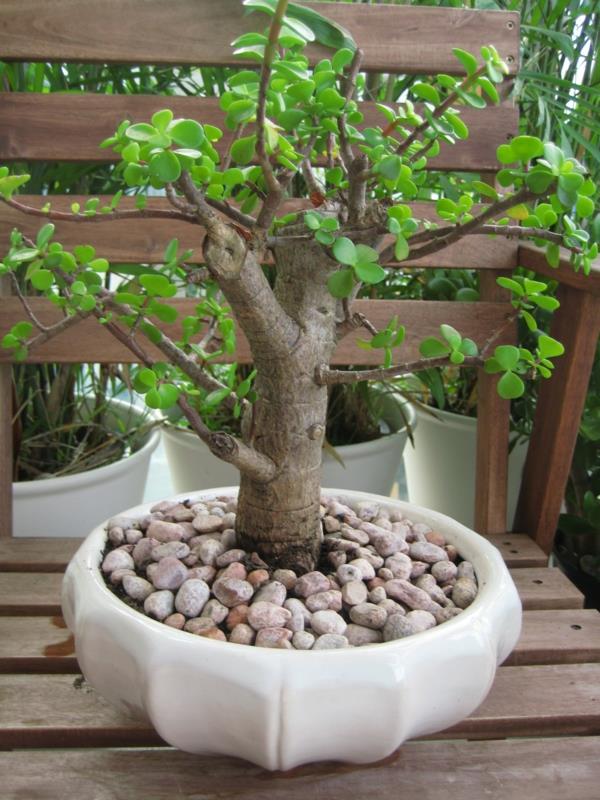 kasvit parvekkeelle eksoottinen koristepuu