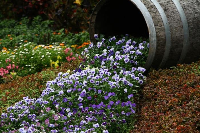 Planter vanha viini tynnyri orvokki sininen