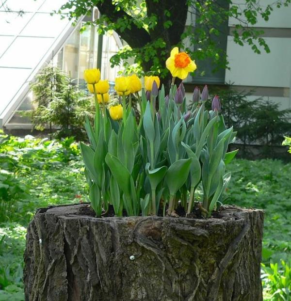 kasvi potti kanto keltainen punainen tulppaanit