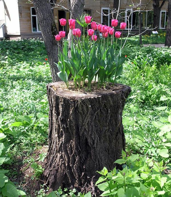 kasvi ruukku puu kanto vaaleanpunainen vaaleanpunainen tulppaanit