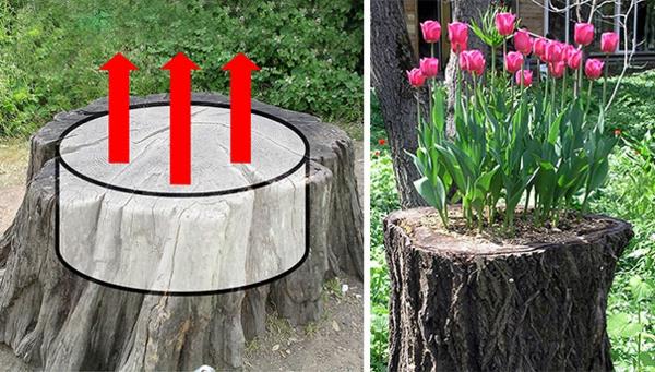 kasvi potin tulppaanit puun kanto puutarha koristelu