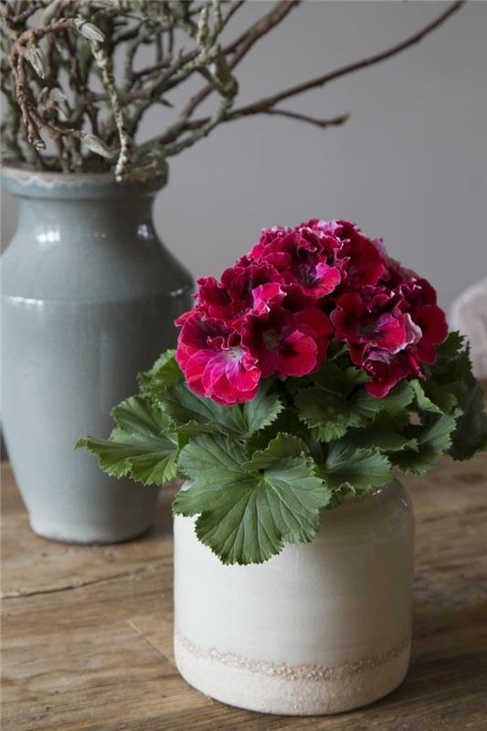 vähän huoltoa vaativat huonekasvit lääkekasvit geranium2