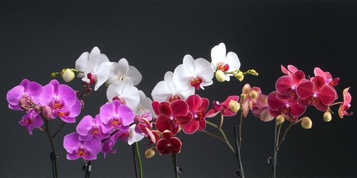 hoitokodin kasvit lääkekasvit orkideat 2