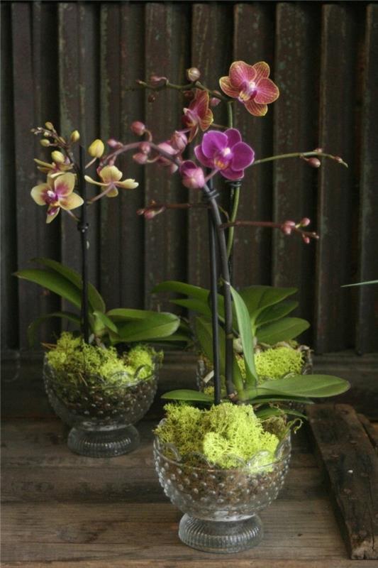 hoitokodin kasvit lääkekasvit orkideat
