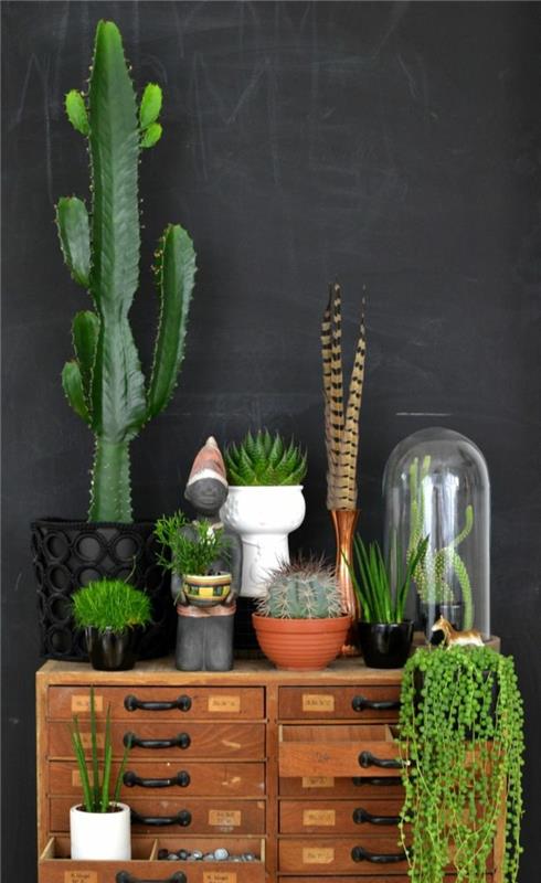 helppohoitoiset huonekasvit Kuvia valtavasta kaktuksesta