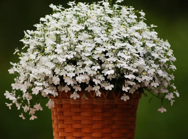 helppohoitoiset parvekekasvit lobelia valkoinen