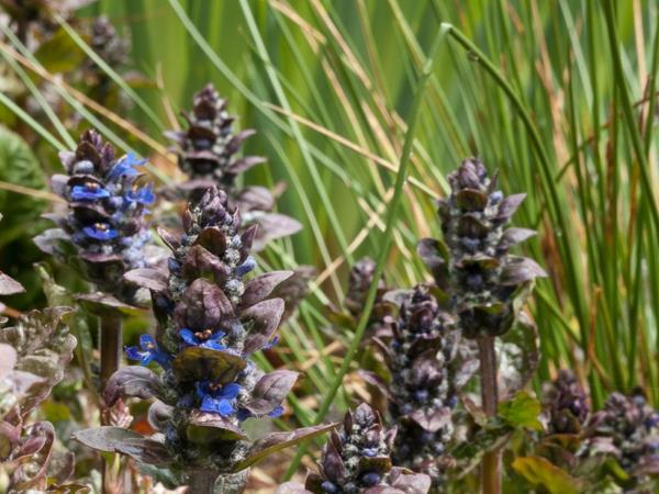helppohoitoiset puutarhakasvit aker günsel blue