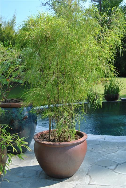 helppohoitoinen puutarha bambu kukkaruukku kauniita puutarhaideoita