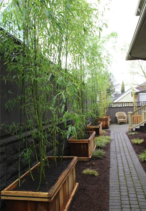 helppohoitoiset puutarhat bambu kasvattaa puutarhakasveja