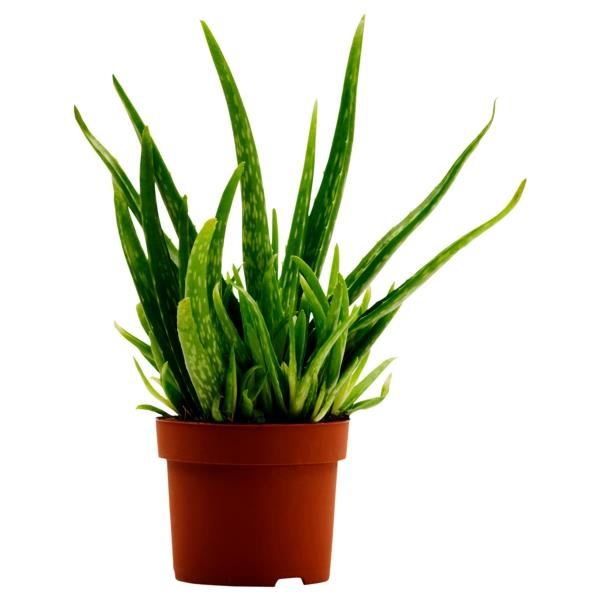 helppohoitoiset huonekasvit aloe kauniita koristeideoita