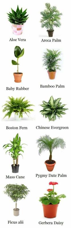 helppohoitoiset huonekasvit lajit sisäkämmenet palmulajit