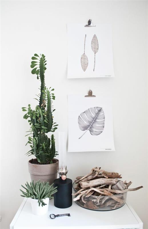 helppohoitoiset huonekasvit kuvat kaktukset ajopuu