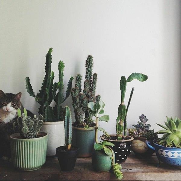 helppohoitoiset huonekasvit kuvia mehikasveja ja kaktuksia