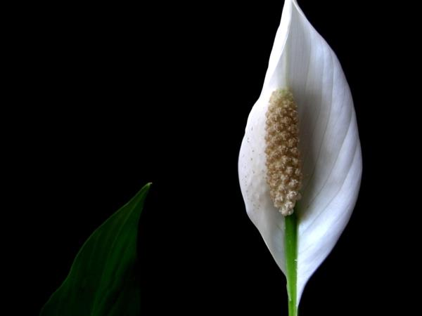helppohoitoiset huonekasvit rauha lilja valkoinen kukki