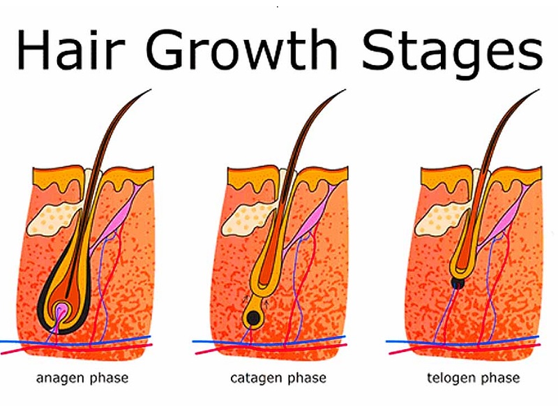 A haj növekedési ciklusának fázisai