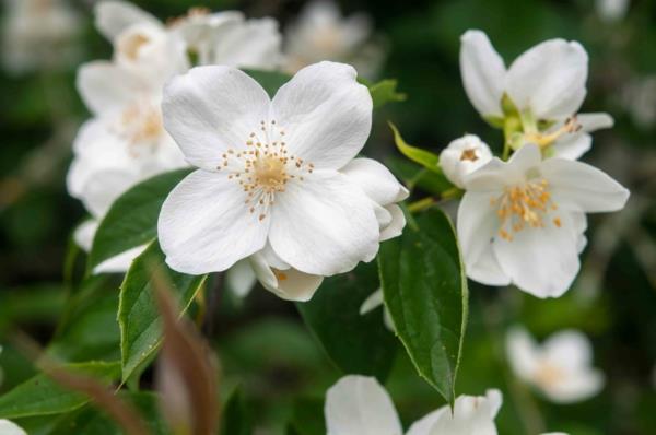 philadelphus coronarius nopeasti kasvavat pensaat