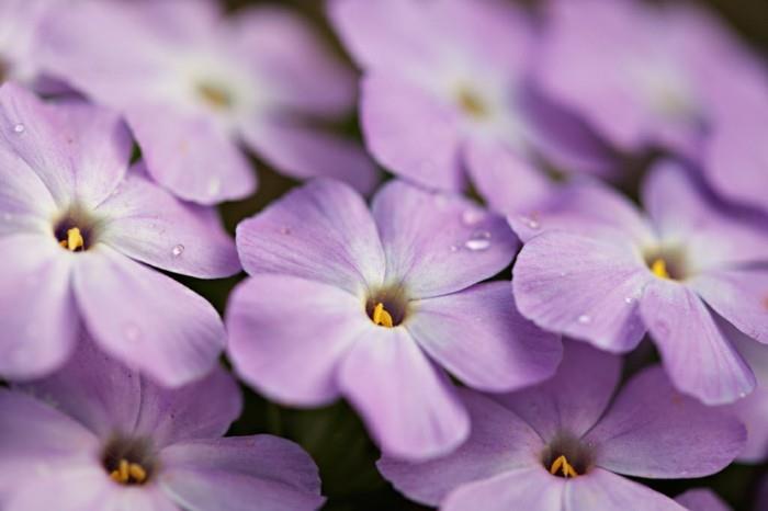 phlox diffusa maanpeite osittain varjossa aurinkoinen liekki kukkia