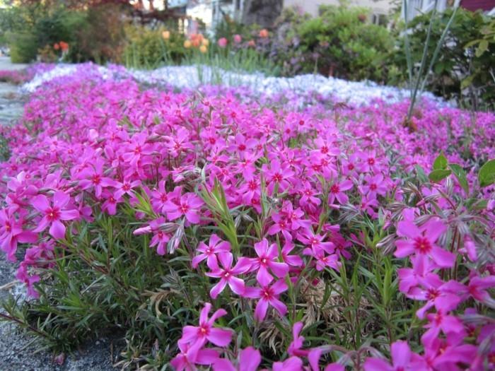 phlox diffusa liekinkukat maapeite