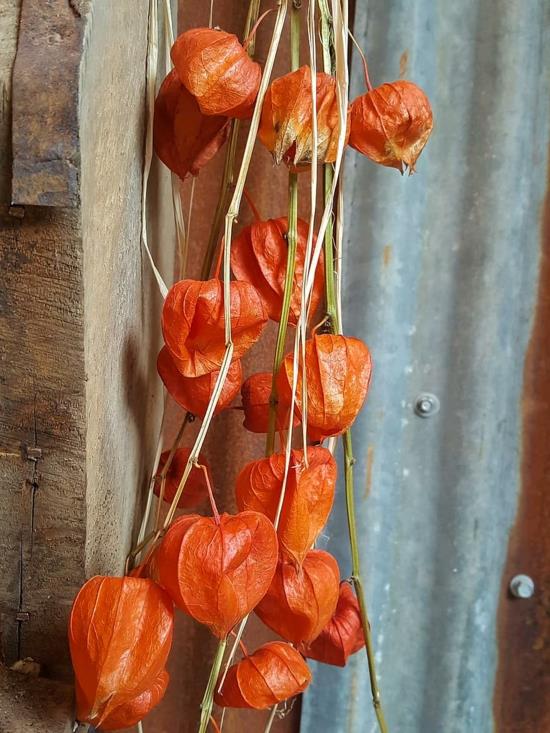 Physalis lampion kukka syksy koriste ideoita