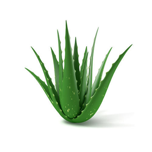 Aloe Vera til bumser på brystet