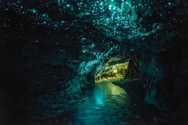 planeetta earth waitomo glowworms luola Uusi -Seelanti