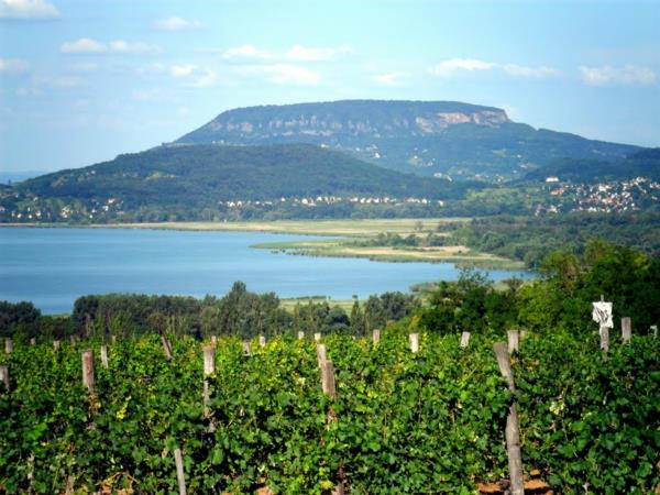 balaton -järvi Badacsony -viiniköynnökset maatalousvuoret