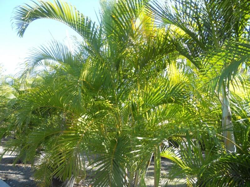 helppohoitoiset huonekasvit areca palms huonekasvit palmulajit