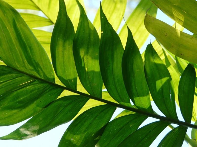 helppohoitoiset huonekasvit vuoripalmu bambu palmu talon kasvit