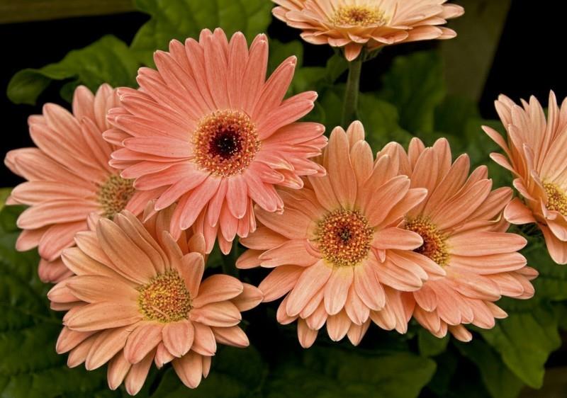 helppohoitoiset huonekasvit gerbera huonekasvit