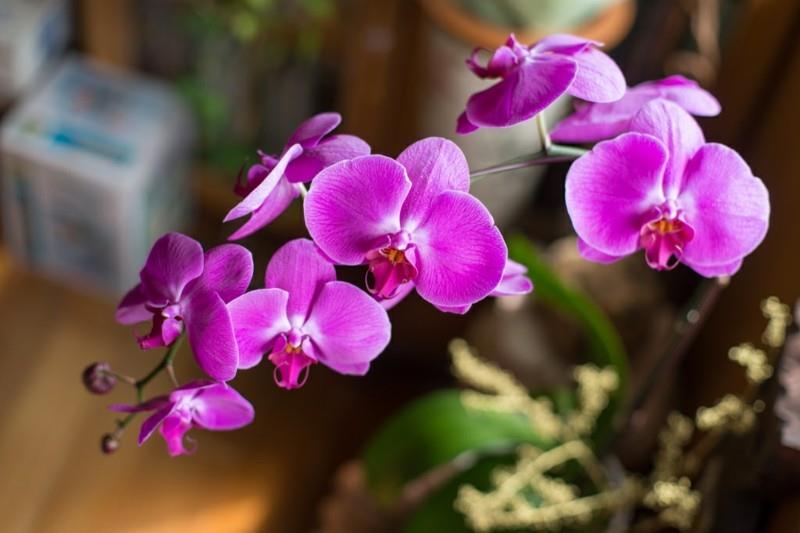 helppohoitoiset huonekasvit orkideat huonekasvit