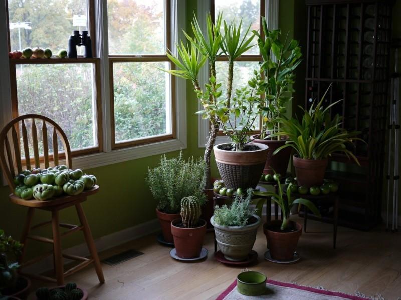 helppohoitoiset huonekasvit hämärässä huonekasvit