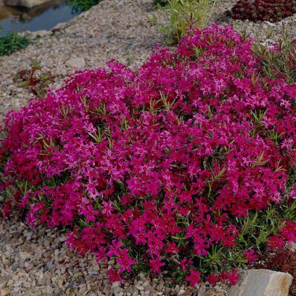 tyyny phlox mehiläisystävälliset perennat