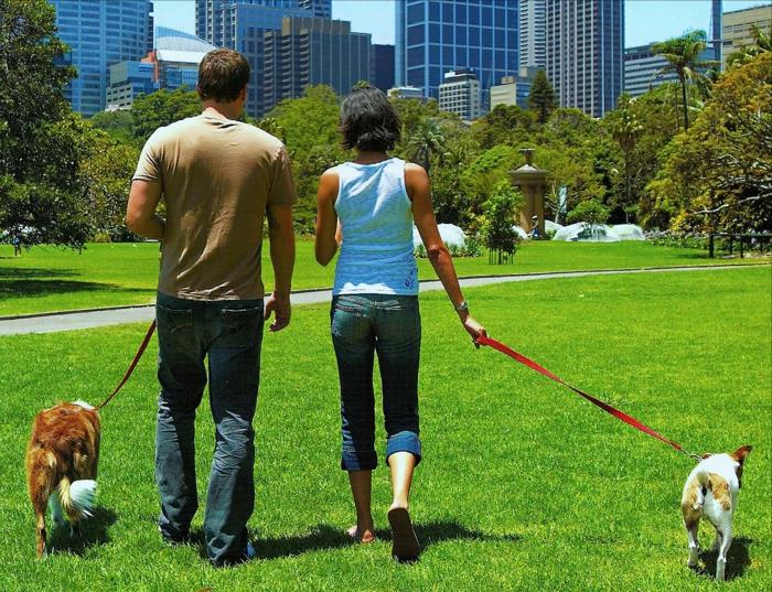ajattele positiivisesti oppia kävelemään koiria nuori pari
