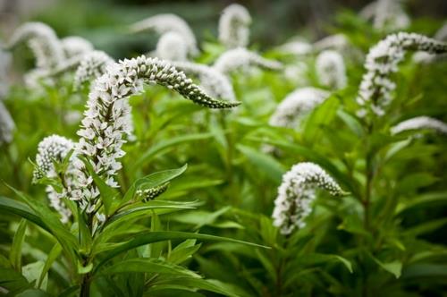 Rehevät kasvit hyvin hoidetussa puutarhassa valkoisten kukkalajien tataricus