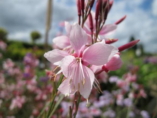 kauniita kynttilöitä gaura kukkii