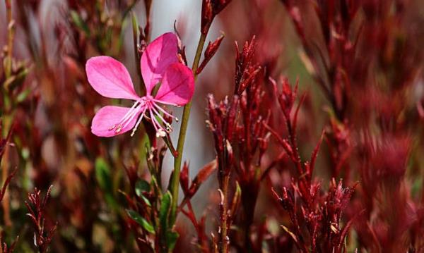 kauniita kynttilöitä gaura lindheimeri pinkki