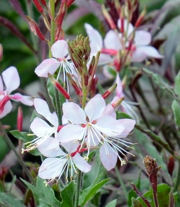 kauniita kynttilöitä valkoinen lajike gaura