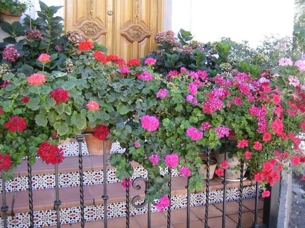 käytännöllisiä parvekeideoita värikkäitä värikkäitä punaisia ​​vaaleanpunaisia ​​kukkia