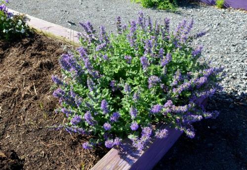 käytännöllinen puutarhasuunnittelu violetti kukkii kukkia