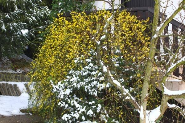 upea puutarhakasvi talvinen jasmiini