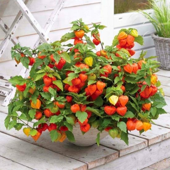 upea syksyn pöydän koristelu Physalis -lampionkukalla