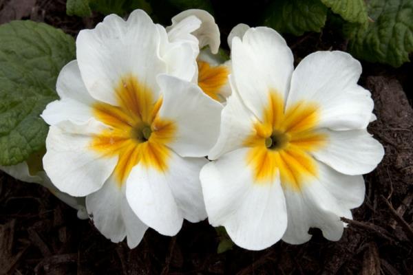 esikoiden kukat tarkoittavat valkoista kaunista