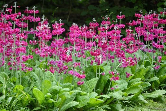 primula japonica lattiat esikko espanjaksi sängyn reunana