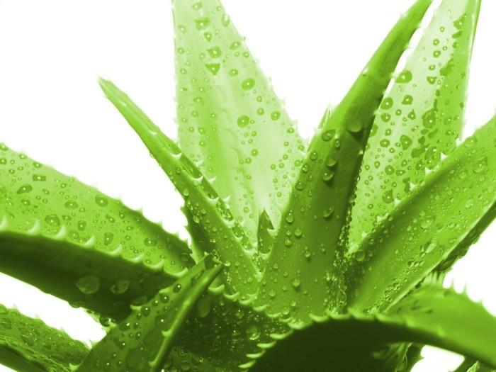 aloe veran tuotteet
