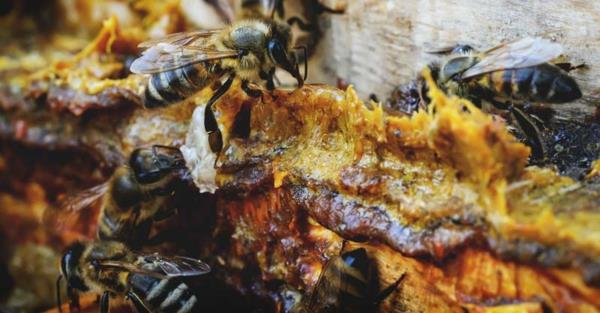 propolis tinktuura antiviraalinen antibakteerinen