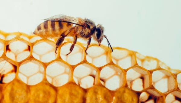 propolis tinktuura vaikutukset ja käyttötarkoitukset